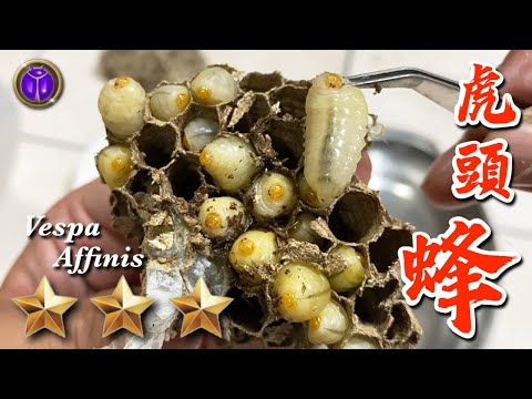 Game 20 episodes | Hornet | Bee pupa baking eggs | Vespa affinis | Pinger