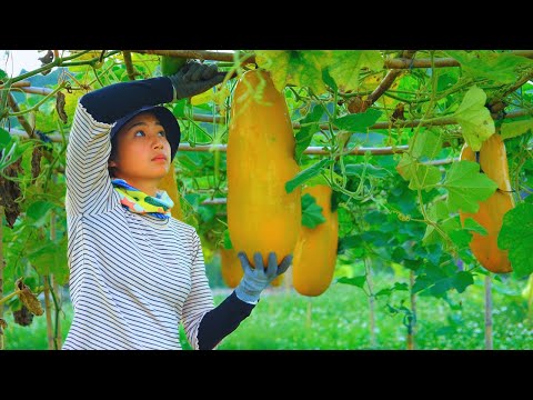 Harvesting Golden Giant Squash Goes To Market Sell - Taking care of Puppies, Farm, Gardening
