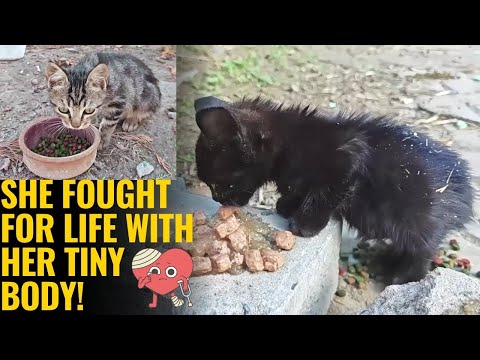 The Saddest Little Kitten We Found on the Streets... Her Story Will Break Your Heart
