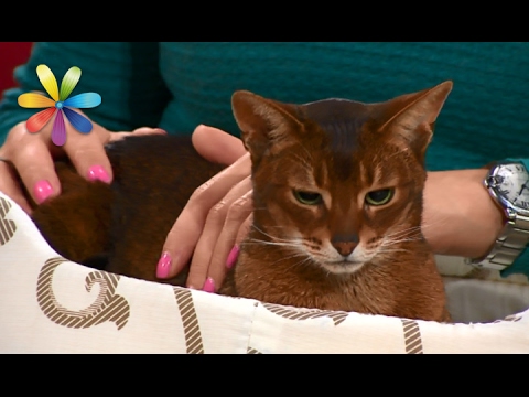 Вы и не подозревали, чего на самом деле боятся ваши кошки! – Все буде добре. Выпуск 960 от 02.02.17