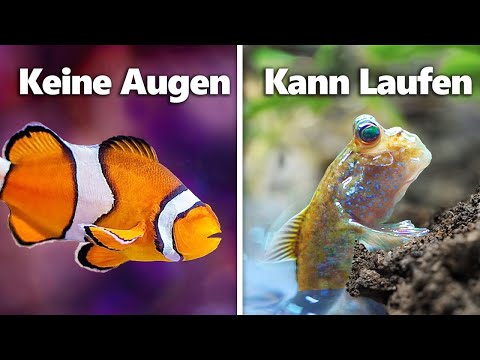 Ich Habe Die 7 Seltsamsten Haustierfische Bekommen…