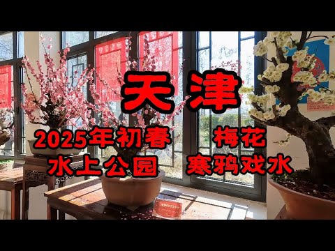天津 2025年初春 水上公园 梅花 寒鸦戏水 Tianjin Early Spring 2025 Water Park Plum Blossoms Crows Playing in Water