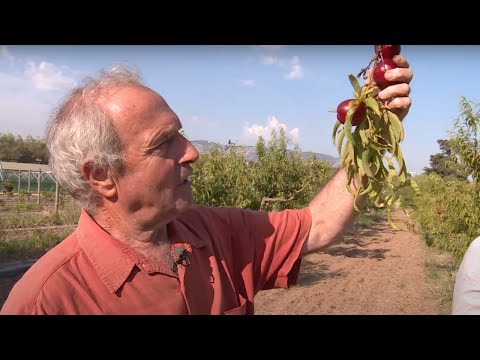 Pourquoi les fruits n'ont-ils plus de goût ?