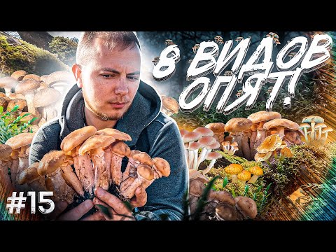 How to distinguish edible honey mushrooms from their false counterparts? 8 TYPES of autumn honey ...