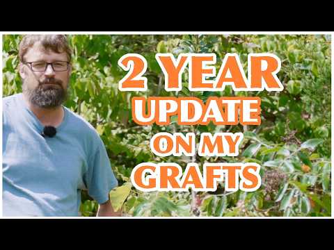 Grafting Bradford Pears: How I Grew 200+ Fruit Trees With Less Than $50
