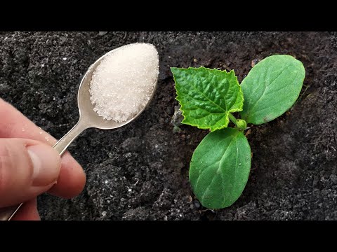 Даже дохлые ОГУРЦЫ вмиг пойдут в рост, дадут большой урожай и не будут болеть! Полейте этим