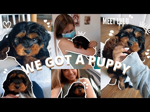 WE GOT A PUPPY! Picking up our 8 week old Black & Tan Cavapoo Puppy- First 24hrs with a Cavoodle pup
