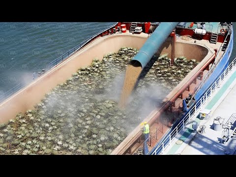 Why Does Everyone Kill Green Crabs?!