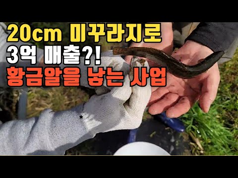 20cm 미꾸라지로 3억 매출을??