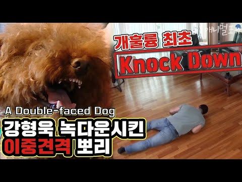 A Double-faced Dog who Only Attacks Family [Dogs Are Incredible]