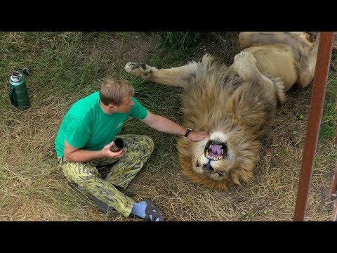 Уходите! ВАМ ЗДЕСЬ НЕ РАДЫ! Чем закончилось чаепитие со львом! Тайган