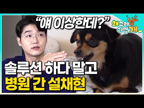 만지려고 하면 폭발하는 초 예민견! 열심히 솔루션을 하던 설채현 수의사가 긴급 중단하고 병원으로 데려간 이유│#왜그러냥귀엽개