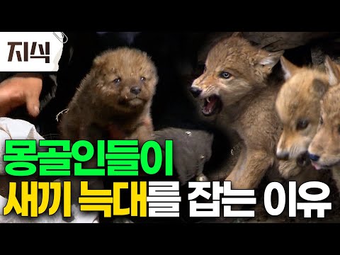"No, wolf cubs are..." Why do Mongolians take wolf cubs in and raise them? #Knowledge #EBSKnowledge