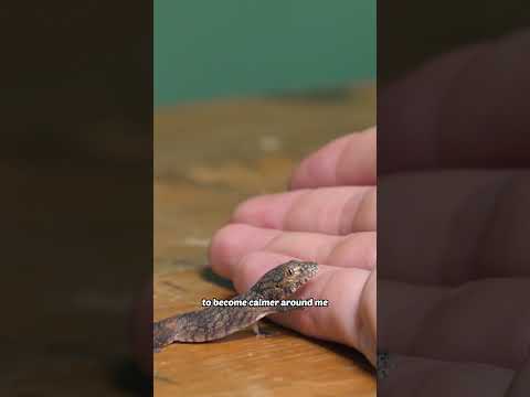 Making friends with a baby lizard