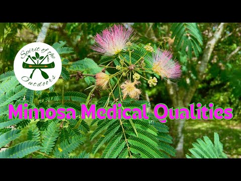 Mimosa Medicinal Qualities