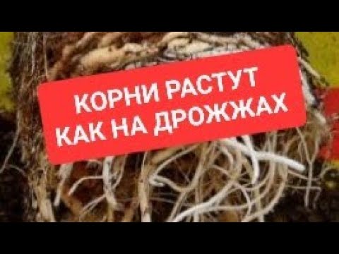 Головокружительные корни у черенков пеларгоний гераней! Мой опыт, всегда 100% результат