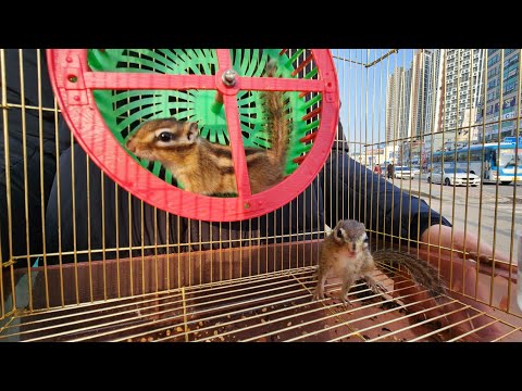 시장바닥에서 다람쥐를 돈주고 데려왔더니.... 상태가....