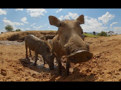 Lions Hunt Warthogs - But Do They Have An Escape Plan?