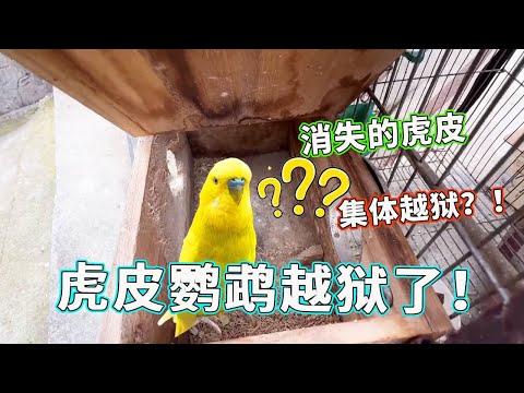 离谱！虎皮鹦鹉竟学会自己开门越狱，这智商我服了！【天下一场梦】