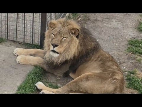 Lions in the DECEMBER Taigan! Taigan Lion Park ❤️