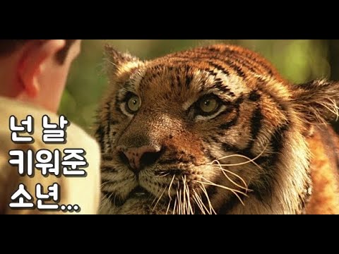 When the separated baby tiger brothers meet again in the arena