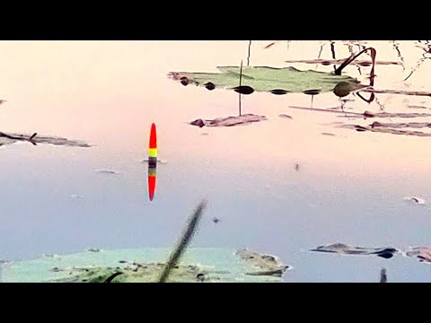 ВЫХОД ЛИНЯ РАННИМ УТРОМ!!РЫБАЛКА НА ПОПЛАВОК В МАЕ.РЫБАЛКА НА ЛИНЯ ВЕСНОЙ