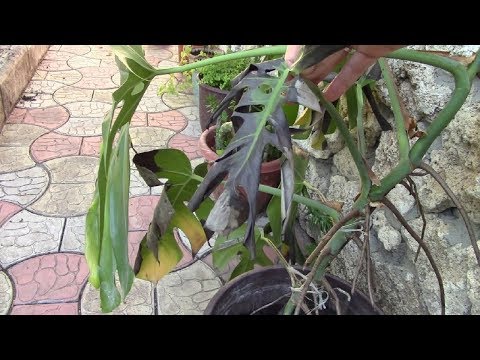 Monster. I save the plant!