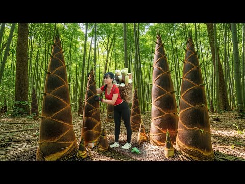 [TIMELAPSE] --288 Days Harvesting Many Red Bamboo Shoot, Sweet bamboo Shoot, Strawberries Go To Sell