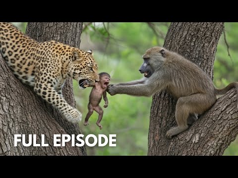 Baboon’s Unstoppable Will to Protect Its Baby ( Full Episode )