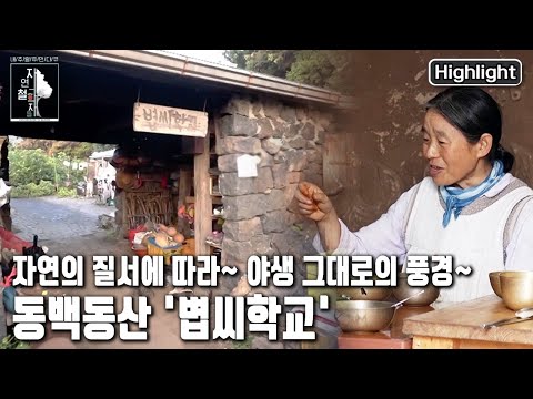 한반도 최대의 상록활엽수림 동백동산. 숲의 바다에 문을 연 '볍씨학교'   | 자연의 철학자들 33부 '내 안에 야생이 숨 쉰다' (KBS 20221111 방송)