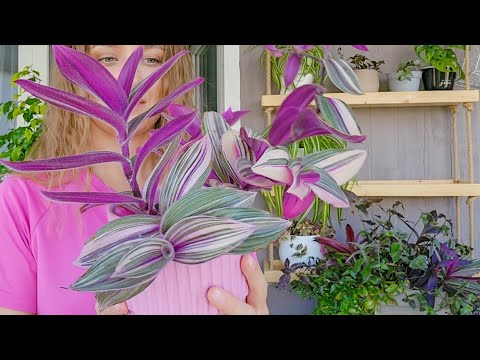 🟣🟢 ВСЕГО 15 МИНУТ и ТРАДЕСКАНЦИЯ КАК НОВАЯ/ До и После/ Tradescantia Pink Furry
