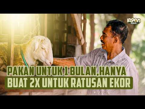 Guru Ngaji Sukses Ternak Domba Dg Pakan Fermentasi, Cuma Buat 2x Sebulan!