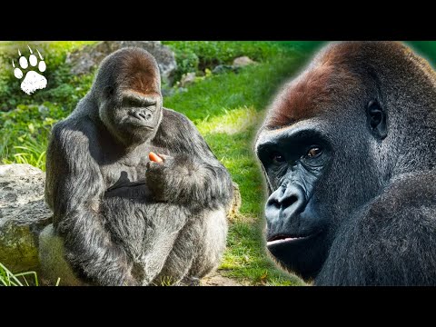 Gorillas vs. Ebola: Surviving the Virus | Wildlife Documentary