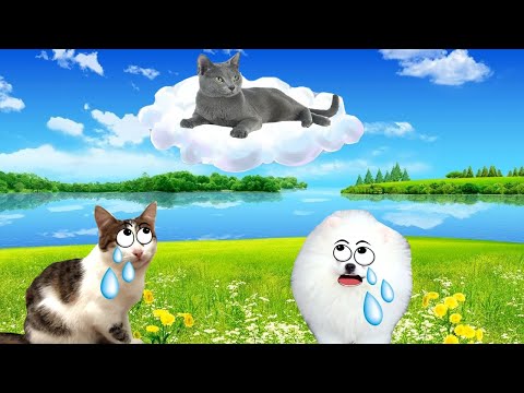 Прощай наша Дымка! Лучшие видео погибшей кошечки.