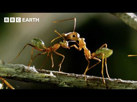 2 Hours of Breathtaking Wildlife Scenes Narrated by David Attenborough | BBC Earth