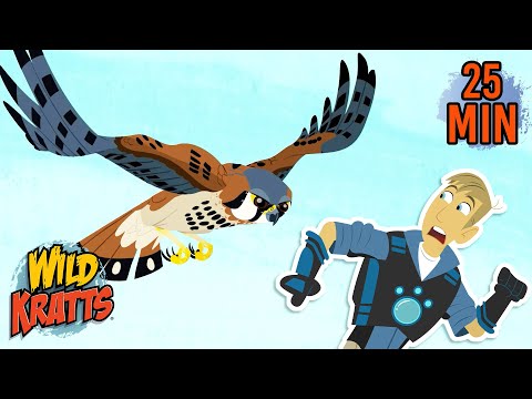 Birds of Prey | Hunters of the Sky | Falcons, Eagles & Hawks | Animals for Kids | Wild Kratts