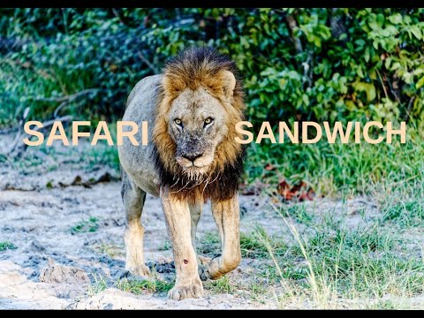 A Safari Sandwich in Southern Africa | A Quiet Travel Documentary