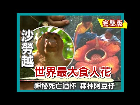 【砂勞越】世界最大食人花/紅樹林長鼻猴/神秘死亡酒杯 / 把豬籠草當繁殖地 /全世界最小青蛙｜《世界第一等》552集 完整版