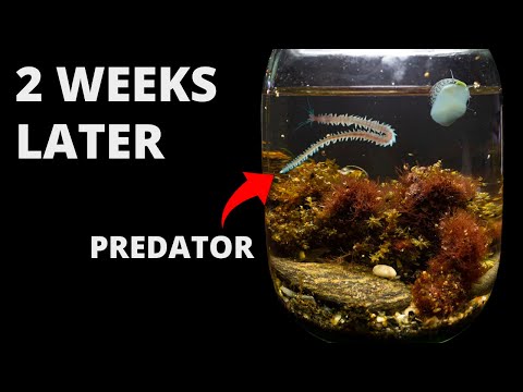 I Put Seaweed and Seawater in a Jar — Weeks Later, THIS Appeared!