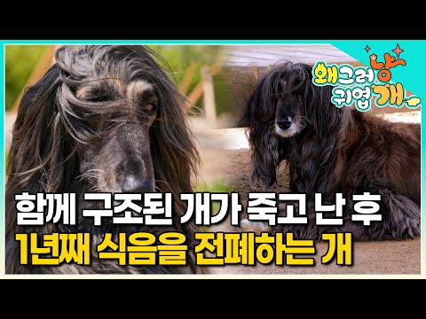 친구의 죽음 이후로 밥도 산책도 거부하며 하루 23시간을 무기력하게 보내는 개. 친구의 죽음 이후로 180도 달라진 강아지│#왜그러냥귀엽개