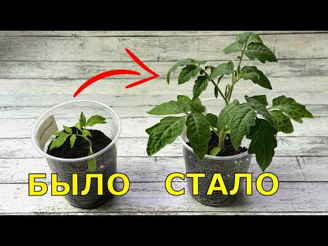 РАССАДА Не мудрите с подкормками, достаточно...