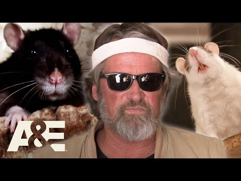 Hoarders: 2500 Free-Roaming RATS Take Over Glen's Home | A&E