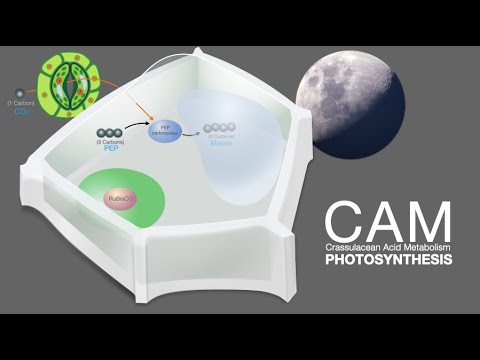 CAM photosynthesis demystified