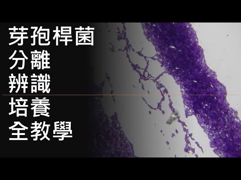 2025年末的芽孢桿菌分離、辨識、培養全教學