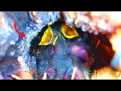 RESCUE OF LITTLE CHICKS FOUND IN A CUT TREE