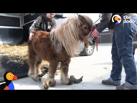 Neglected Pony Hooves Were So Long He Couldn't Walk | The Dodo: Comeback Kids