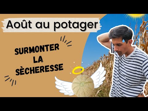 Août au potager : on s'adapte aux difficultés...