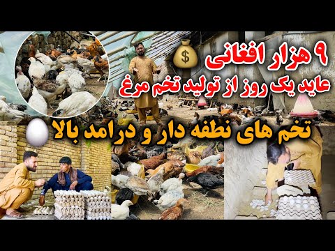 فارم مرغ کوهدامن بزرگترین فارم در کابل | عاید یک روزه این فارم از اول تا آخر به تصویر گرفتیم