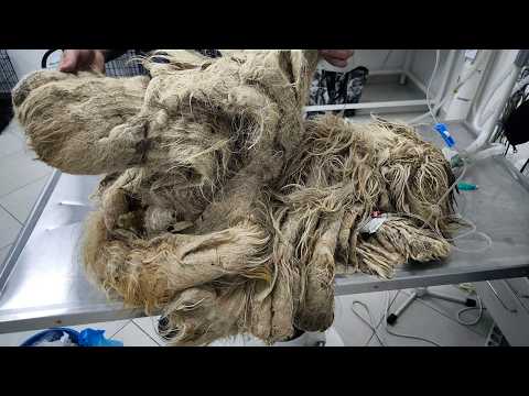 I've NEVER Seen A Dog NEGLECTED Like This