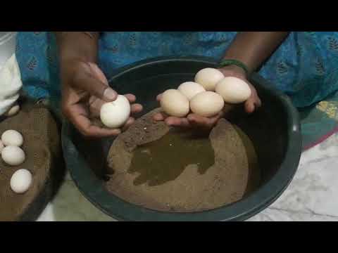 100% அடை வைத்த முட்டை பொறிக்க வழி